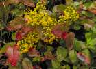 Oregon grape on wet day in spring in Whitefish, Montana, USA. Art Print